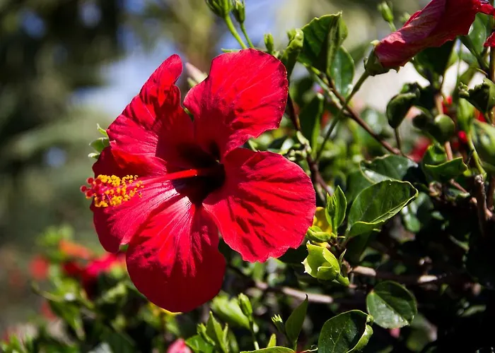 Torre Lupa Διαμέρισμα